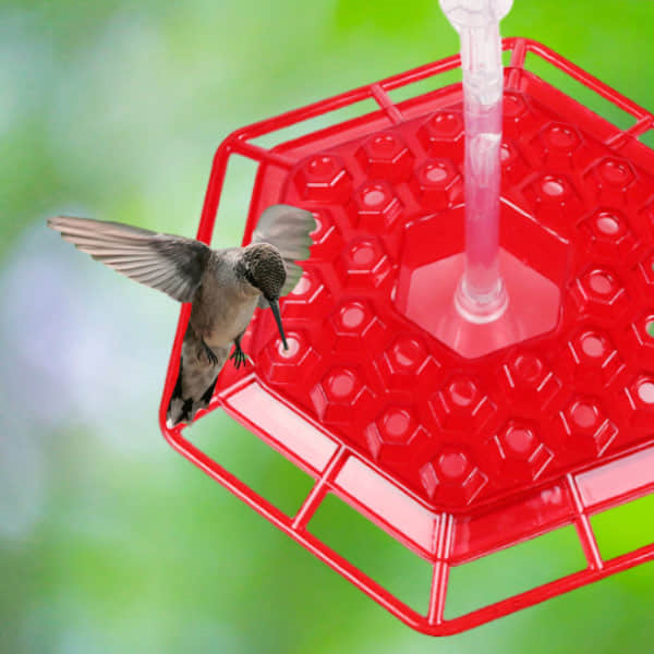 Image of the feeder with a hummingbird on it